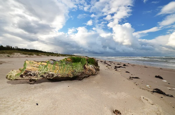 Costa ambrata in Lettonia, Baltico — Foto Stock