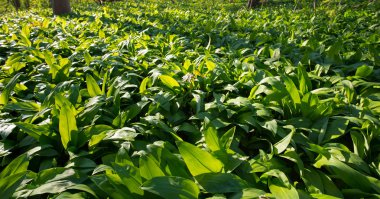 taze olgun ramsons
