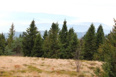Görünümünden Cwilin tepe - Beskid Wyspowy, Polonya