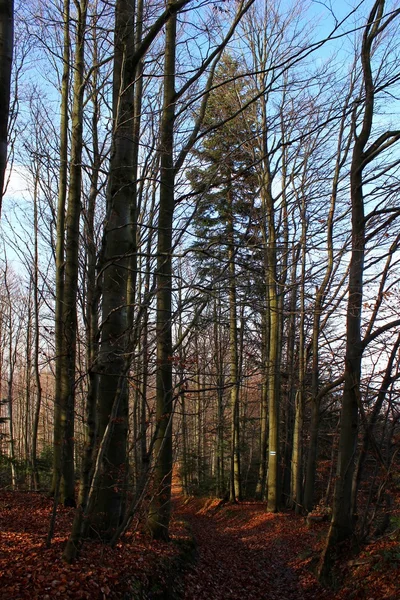 Mogielica Peak - Beskid Wyspowy, Polónia — Fotografia de Stock