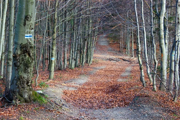 Mogielicą Peak - Beskid Wyspowy, Polska — Zdjęcie stockowe