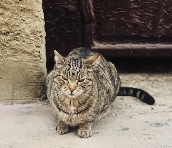 Gruñón sin hogar gato gris —  Fotos de Stock