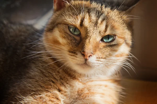 Zblízka portrétní krásná kočka domácí — Stock fotografie