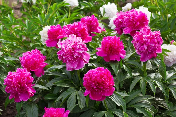 Muchas peonías rosadas en el jardín — Foto de Stock