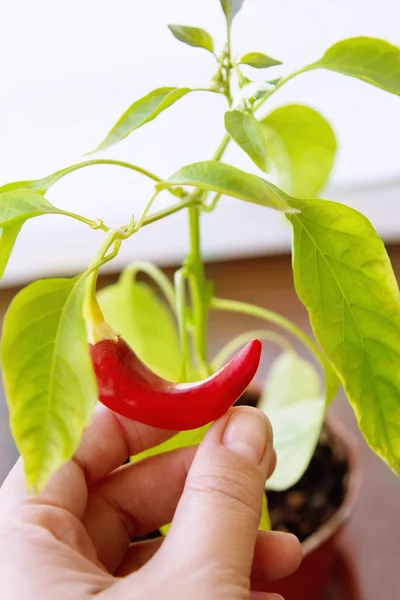 Mão com pimenta vermelha, colheita em casa — Fotografia de Stock