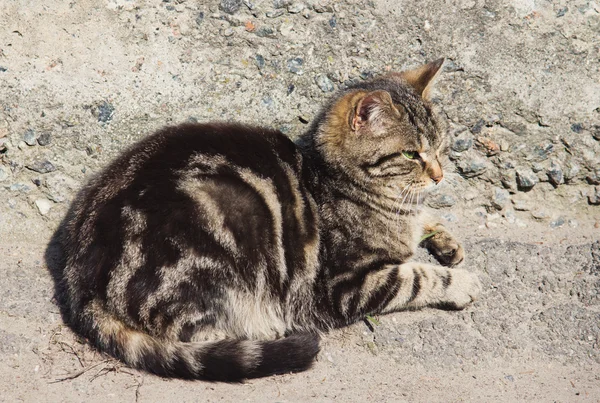 Lazy gray striped cat — Stock Photo, Image