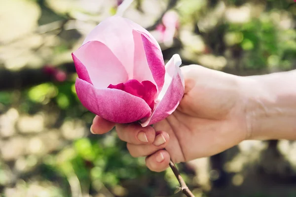 Close-up female hand holds pink flower of magnolia — Stock Photo, Image