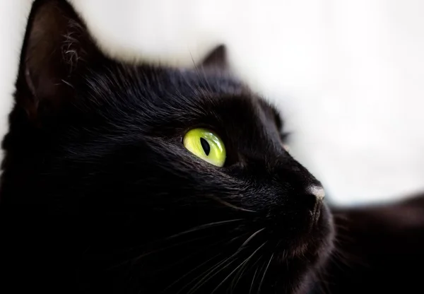 Close up retrato de gato preto — Fotografia de Stock