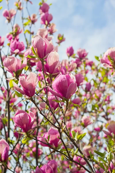 Flowers of magnolia tree over blue sky — Stock Photo, Image