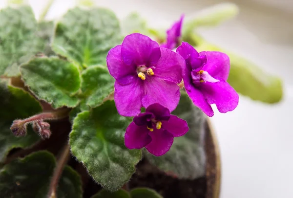 Potted African Violet (Saintpaulia) — Stock Photo, Image