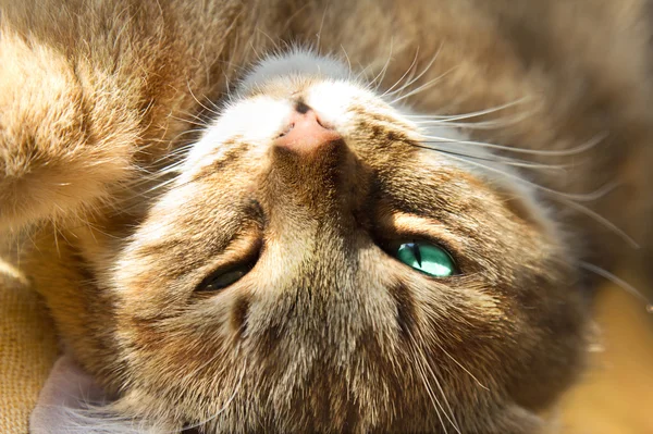 Kızıl kedi kameraya bakıyor. — Stok fotoğraf