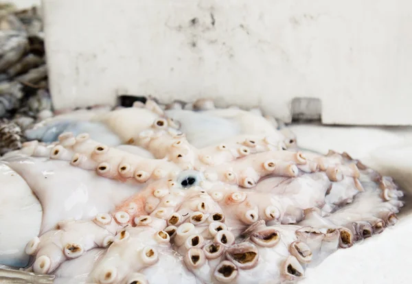 Fresh octopus at street fish market — Stock Photo, Image