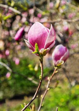 Çiçek bahar bahçe Manolya ağacı