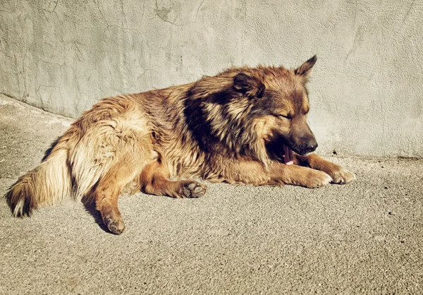 Perro solitario sin hogar al aire libre —  Fotos de Stock
