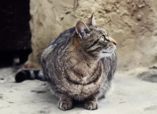 야외 고양이 노숙자 앉아 — 스톡 사진