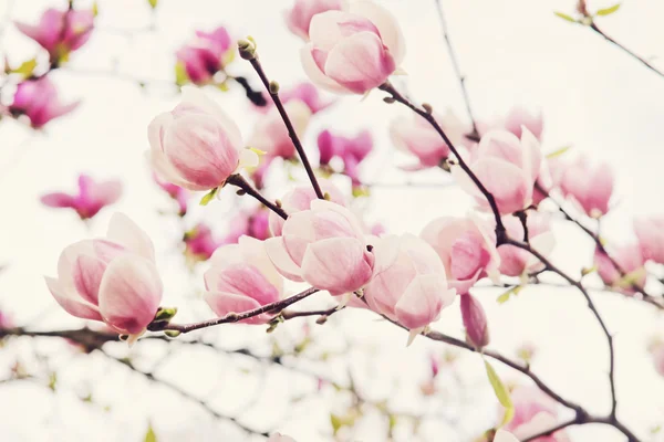 Flowers of magnolia tree in springtime — Stock Photo, Image