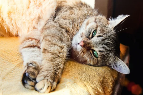 Belo gato doméstico estende as patas olhando para a câmera — Fotografia de Stock