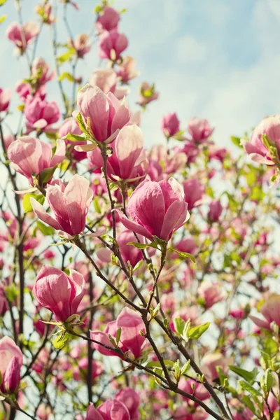 Flowers of magnolia tree over blue sky — Stock Photo, Image