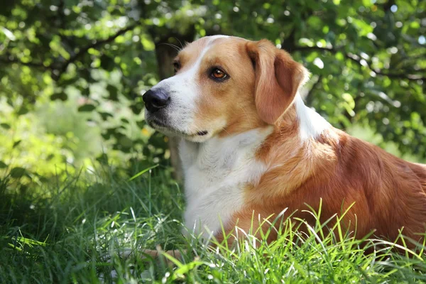 Primer Plano Retrato Adorable Perro Doméstico Jardín Escena Verano —  Fotos de Stock