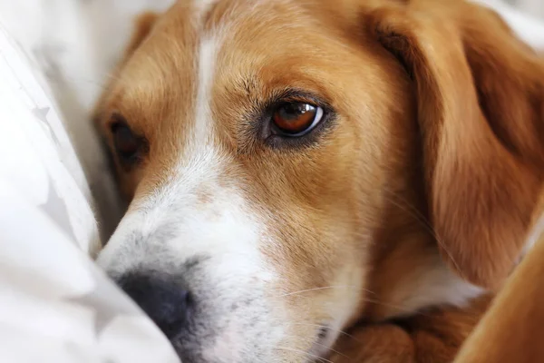 Üzgün Köpeğin Yakın Plan Portresi Hayvan Sağlığı Kavramı — Stok fotoğraf