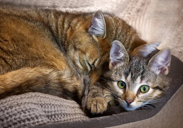 Kočičí Matka Spí Její Tabby Kočička Dítě Útulné Posteli Krásné — Stock fotografie