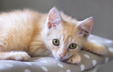 Küçük sevimli kırmızı kedi yavrusu portresi bir yastığın üzerinde yatıyor, evcil hayvan gibi..