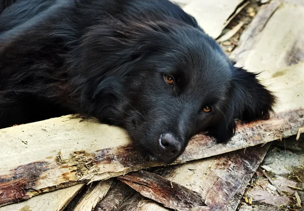 Perro negro solitario esperando a alguien al aire libre — Foto de Stock