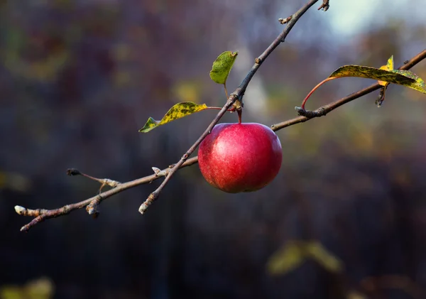 Ripe red apple on the tree — Stock Photo, Image