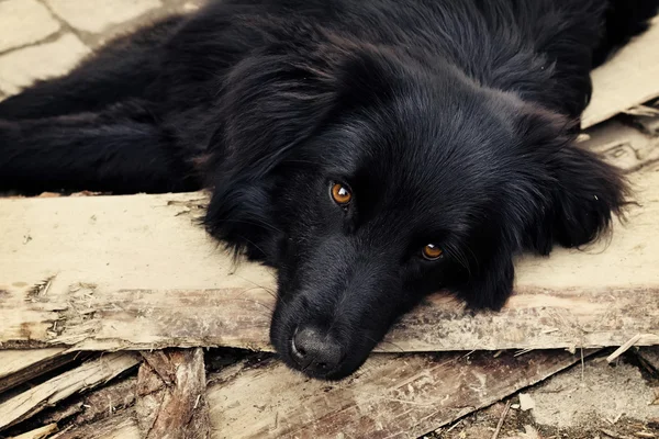 Anjing hitam sedih berbaring di luar ruangan. — Stok Foto