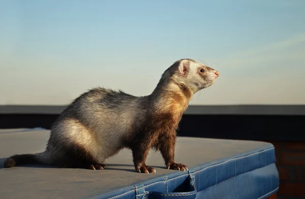 Schattig ferret zittend op een koffer — Stockfoto