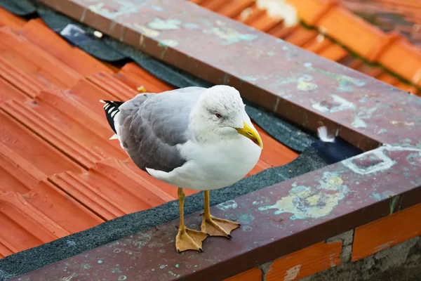 Uma gaivota branca está sentada em um telhado — Fotografia de Stock