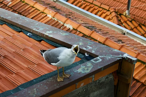 En vit mås sitter på ett tak — Stockfoto