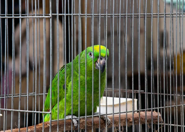 Big green parrot (Amazona) on pet market