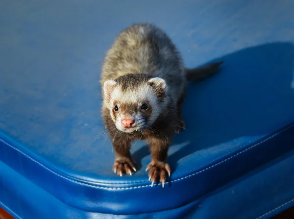 Cute ferret sitting on a suitcase — Stock Photo, Image