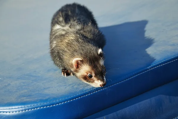 Schattig ferret zittend op blauwe koffer — Stockfoto