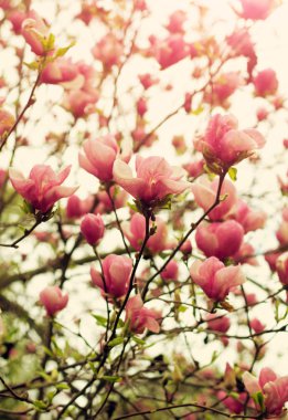 Manolya ağacı çiçeği