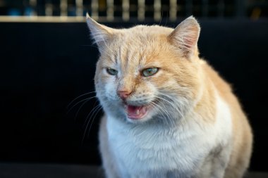 Güzel kızgın zencefil kedi portresi 