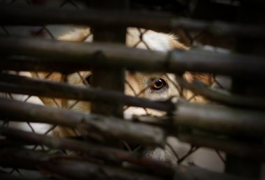 Dog behind a fence  clipart