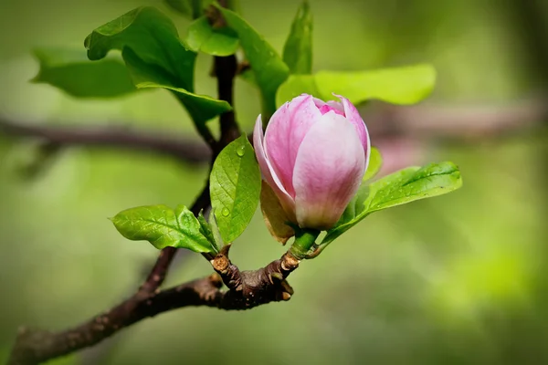 Un burgeon de magnolia en primavera —  Fotos de Stock