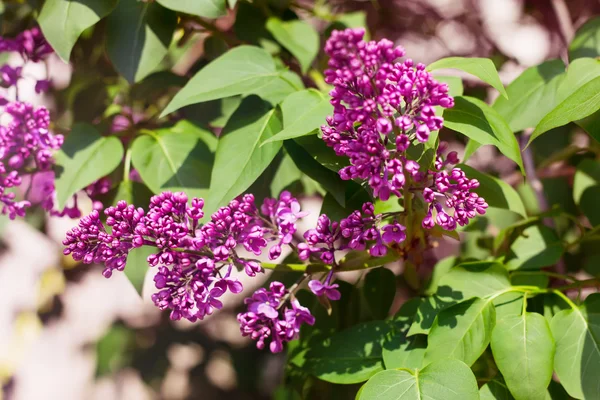 Branch of blooming lilac — Stock Photo, Image