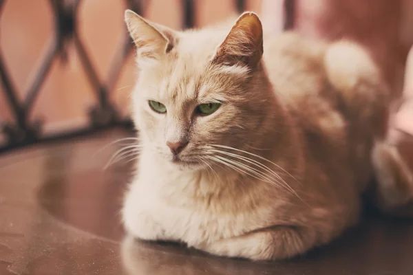 美しい赤い猫のクローズ アップの肖像画 — ストック写真