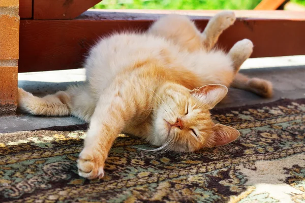 Lazy red cat scratching himself — Stock Photo, Image