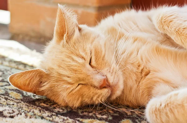 Dormindo gato vermelho — Fotografia de Stock