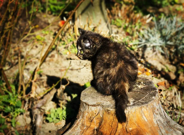 Niedliches Kätzchen im Freien — Stockfoto