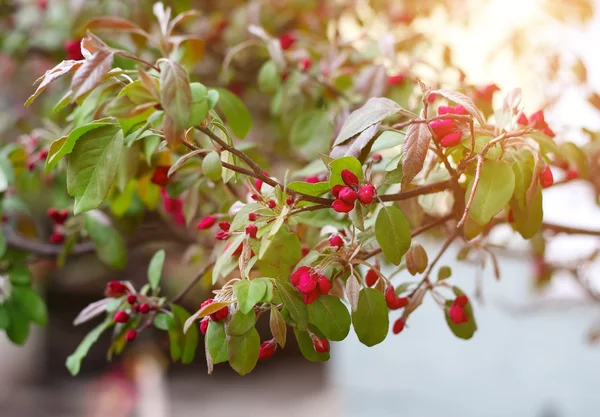 Blooming sprig of wild apple tree in springtime — Stock Photo, Image