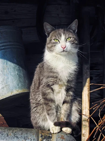 Schöne graue Katze blickt auf Kamera im Freien — Stockfoto