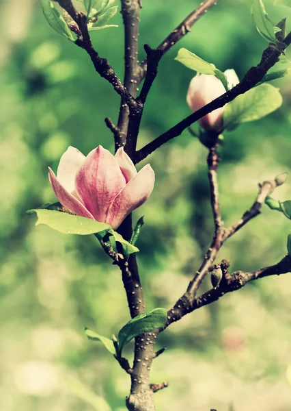 Abloom flower of magnolia — Stock Photo, Image