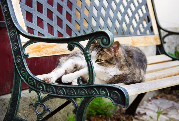 Reposando gato acostado en banco —  Fotos de Stock