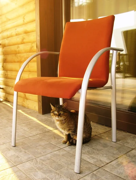 Kočka sedí na verandě v letní den Royalty Free Stock Fotografie