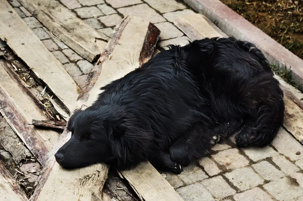 Anjing hitam sedih berbaring di luar ruangan. — Stok Foto